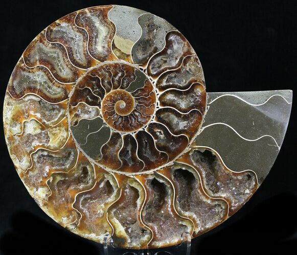 Cut Ammonite Fossil (Half) - Agatized #32526